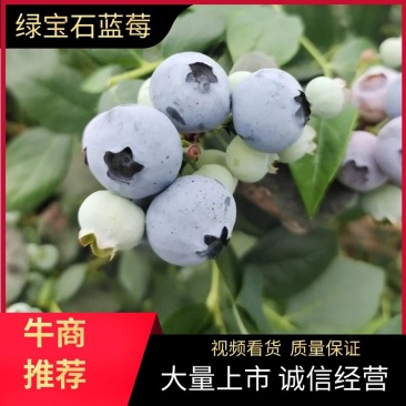青岛蓝莓绿宝石蓝莓种植货源充足诚信经营可视频看货