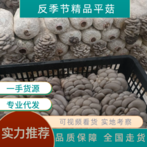 【实力推荐】陕西本地鲜平菇大量供应货源充足价格可来电详谈