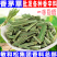 批发广西香茅草三草茶色绿柠檬草散装新货花茶驱蚊茅草产地
