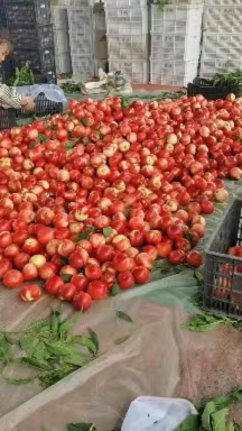精品中油油桃大量上市品质保证诚信经营一手货源欢迎采购
