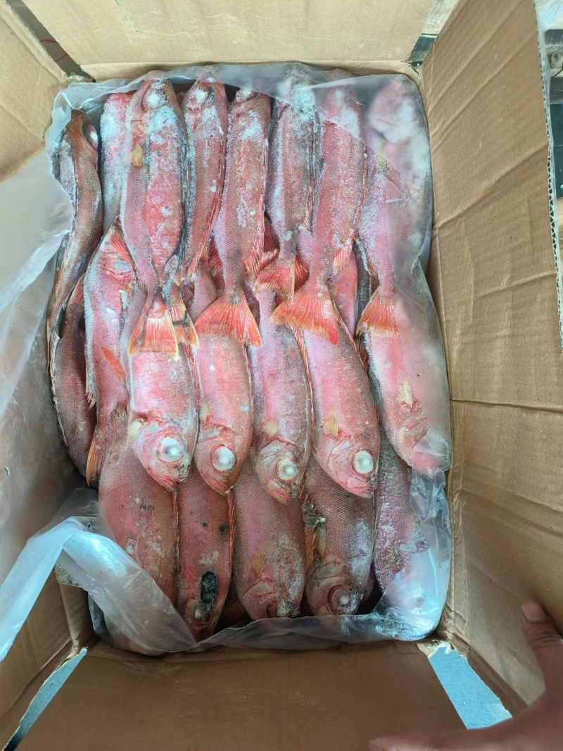 红目莲船冻鲜度好200/400价格优秀电话咨询