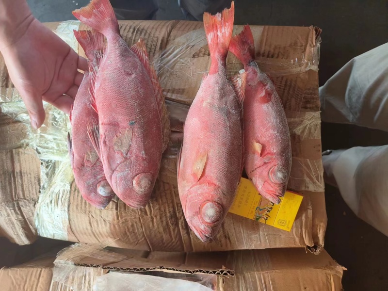 红目莲船冻鲜度好200/400价格优秀电话咨询