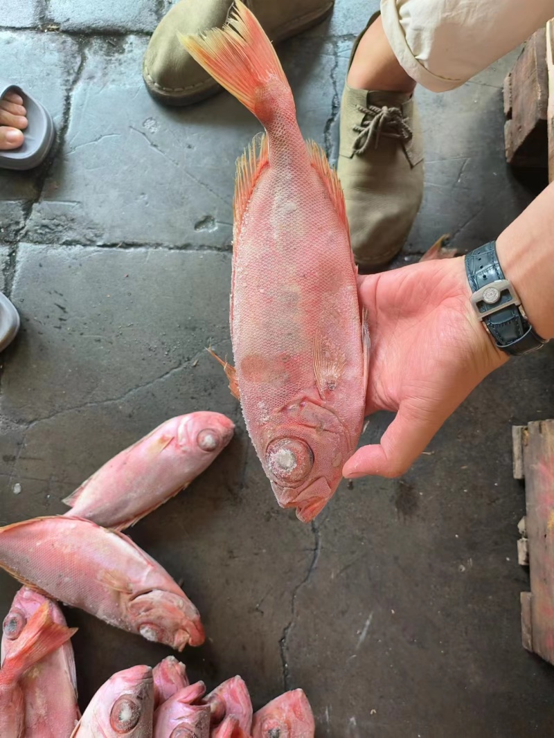 红目莲船冻鲜度好200/400价格优秀电话咨询