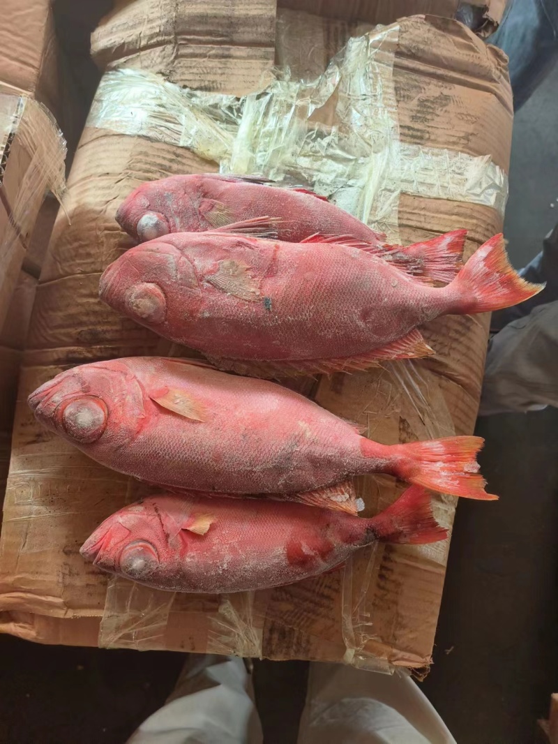 红目莲船冻鲜度好200/400价格优秀电话咨询