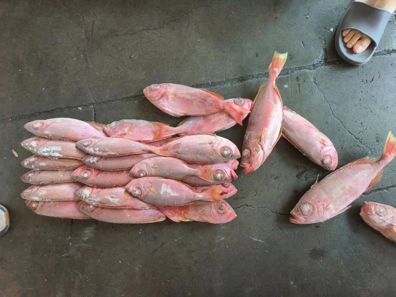 红目莲船冻鲜度好200/400价格优秀电话咨询