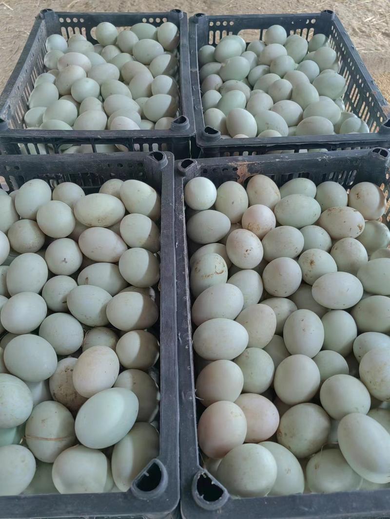鲜鸭蛋青皮鸭蛋辽宁海城养殖场稳定供货