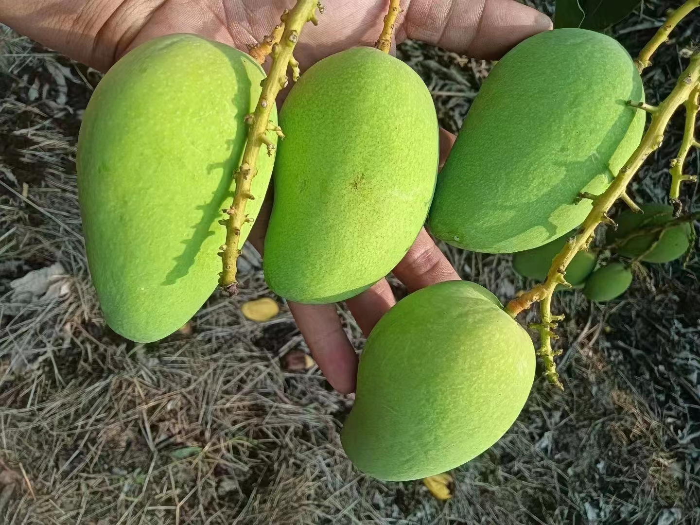 贵妃芒整体外观展示