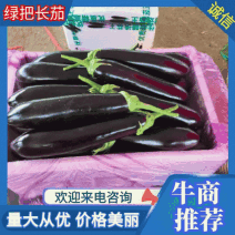产地实拍，绿把黑茄，烧烤茄，765黑茄，线茄等，代发全国