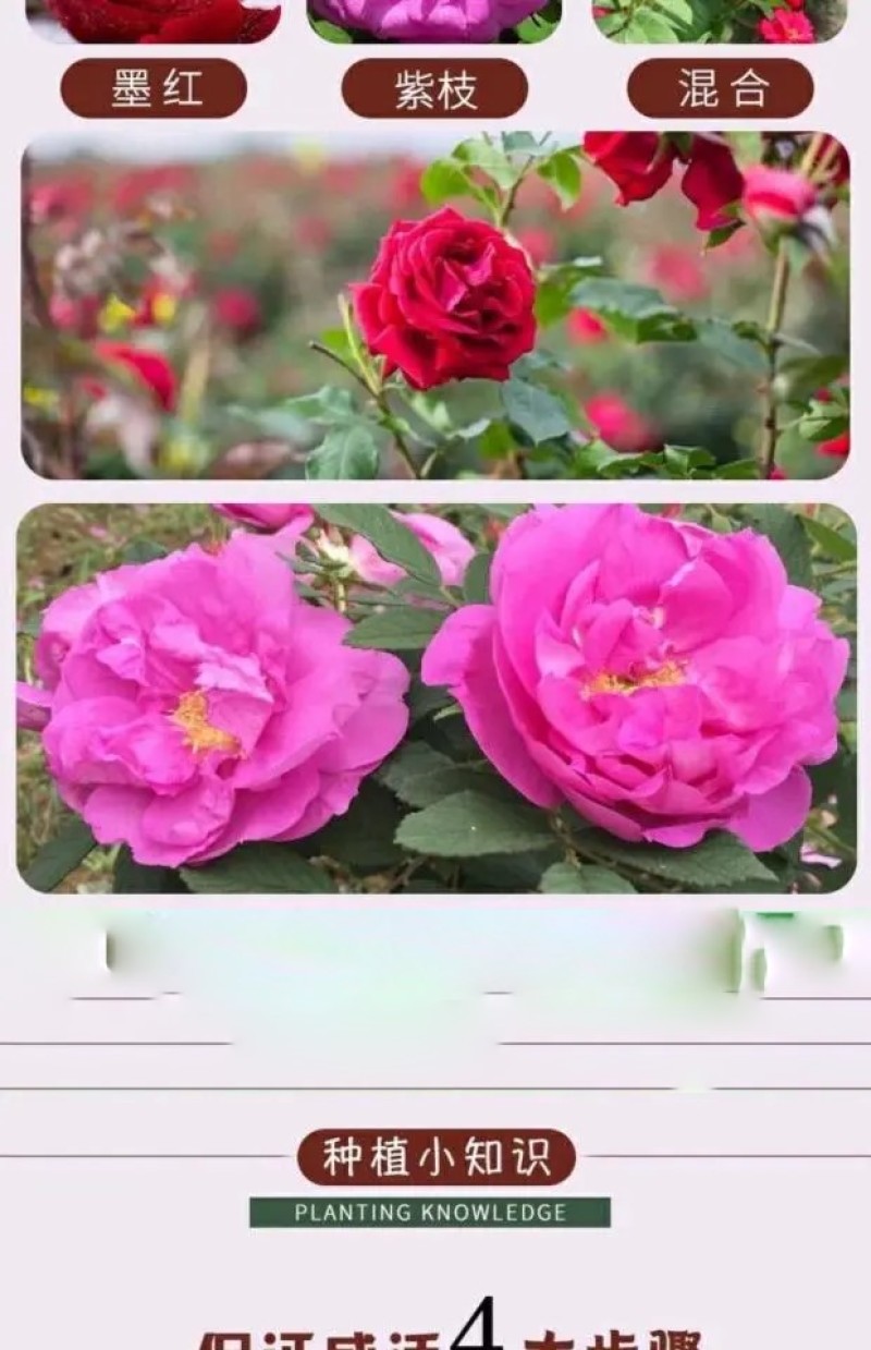 云南食用玫瑰花苗大马士革小苗滇红玫瑰苗墨红玫瑰苗