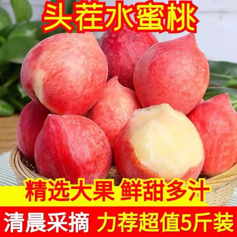 河北[毛桃]春雪上市，沙地水果[甜]产地直供可大量供应