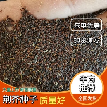荆芥种子荆芥籽包芽率包邮支持批发零售线上交易