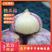 大蒜，独头蒜辽宁绥中万亩独头蒜掰蒜大量上市质量保证