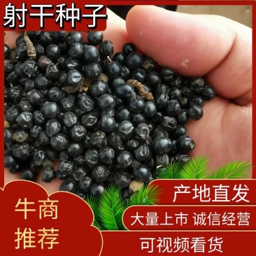 射干种子纯新射干种子射干籽包芽率包邮，可在线上交易