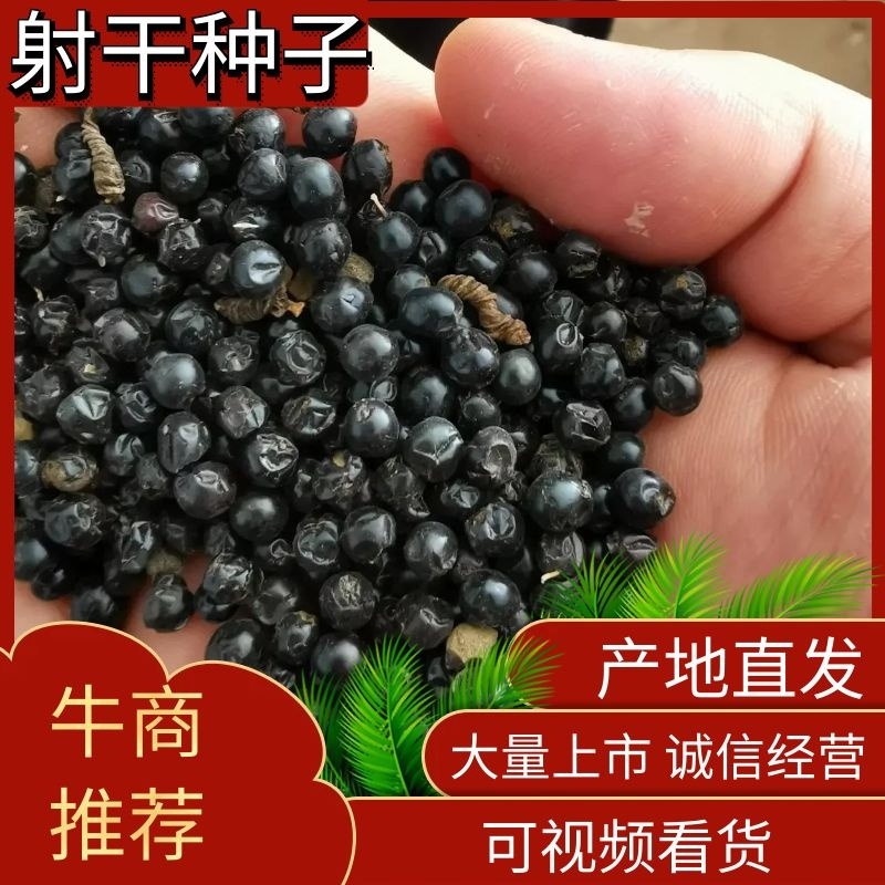 射干种子纯新射干种子射干籽包芽率包邮，可在线上交易