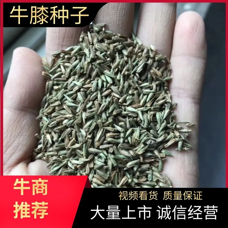 牛膝种子纯新牛膝种子牛膝籽包芽率支持大货批发零售