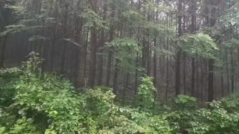 柳杉杉树原木一手货源，重庆武隆基地供货，规格多样，电联