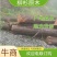 柳杉杉树原木一手货源，重庆武隆基地供货，规格多样，电联