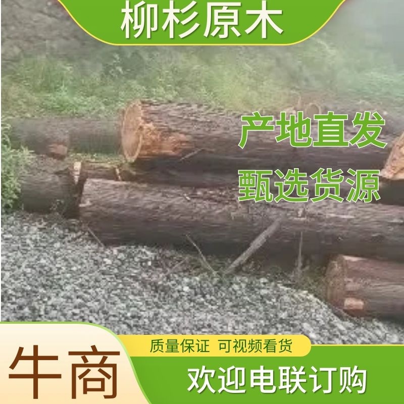 柳杉杉树原木一手货源，重庆武隆基地供货，规格多样，电联