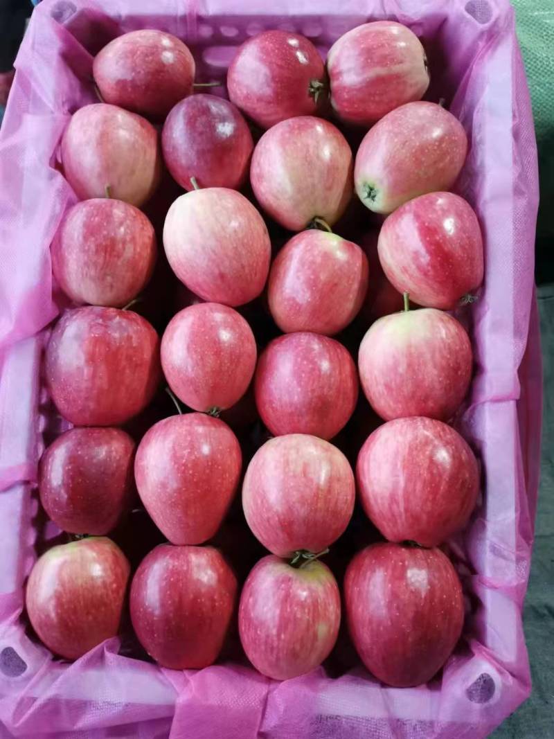 辽宁铁岭香槟小苹果大量供应品质保障一手货源欢迎来电