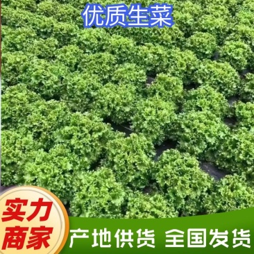 辽宁新民生菜散叶生菜大叶生菜大量供应可视频看货欢迎
