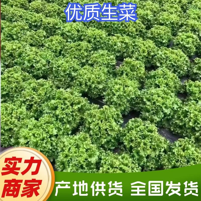 辽宁新民生菜散叶生菜大叶生菜大量供应可视频看货欢迎