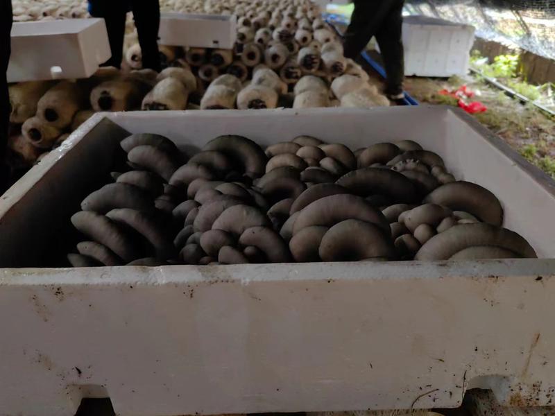 精品小黑平菇，产地河北，产地直销，代发全国，优质货源