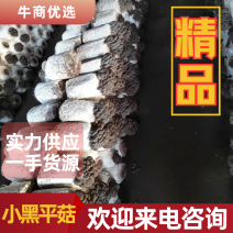 精品小黑平菇，产地河北，产地直销，全国，优质货源