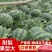 全网优质货源西瓜长期供货