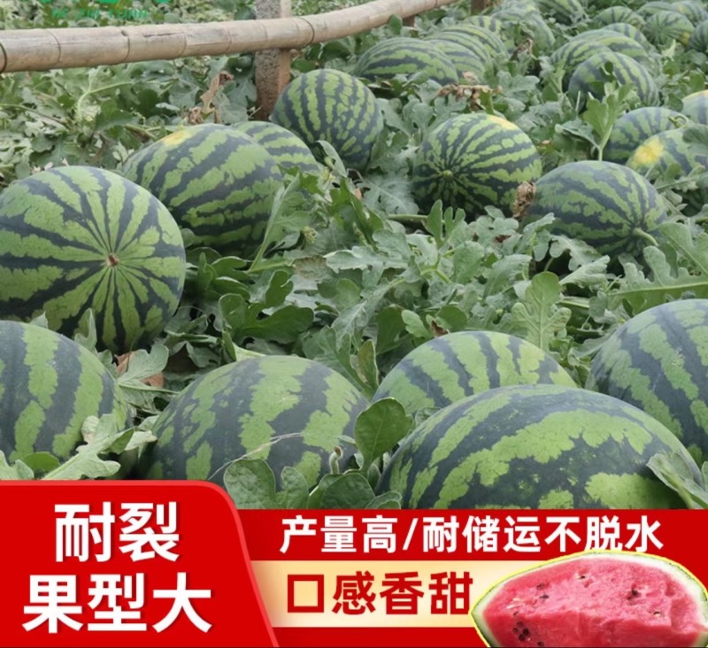 西瓜正品保障全国供应
