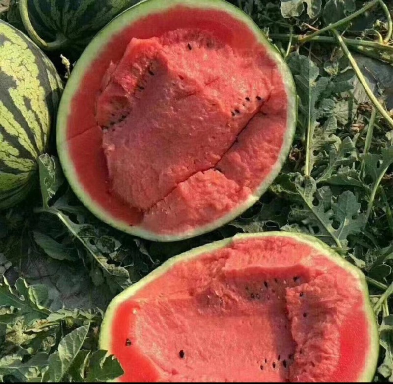 精品西瓜一手货源量大优惠