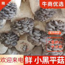 精品小黑平菇，叶小肉厚，大量供应，基地直供，优质货源