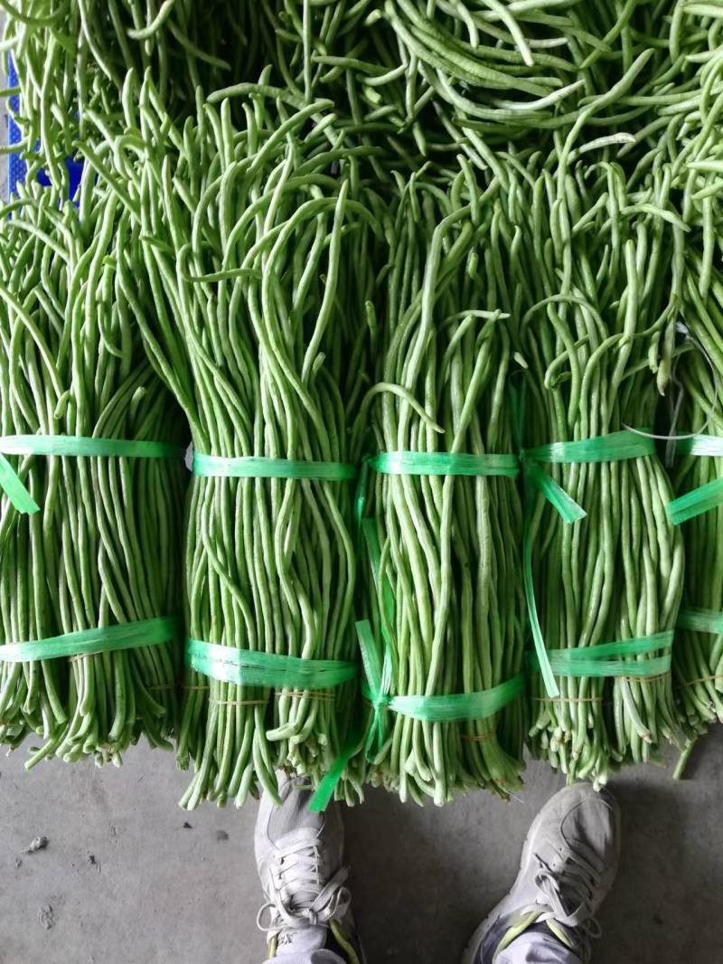 【好货推荐】湖北荆门精品长豆角保质保量产地直供上市中