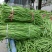 【好货推荐】湖北荆门精品长豆角保质保量产地直供上市中