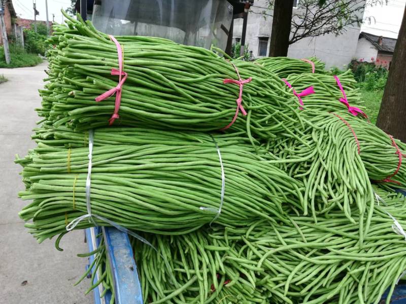 【好货推荐】湖北荆门精品长豆角保质保量产地直供上市中