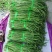 【好货推荐】湖北荆门精品长豆角保质保量产地直供上市中