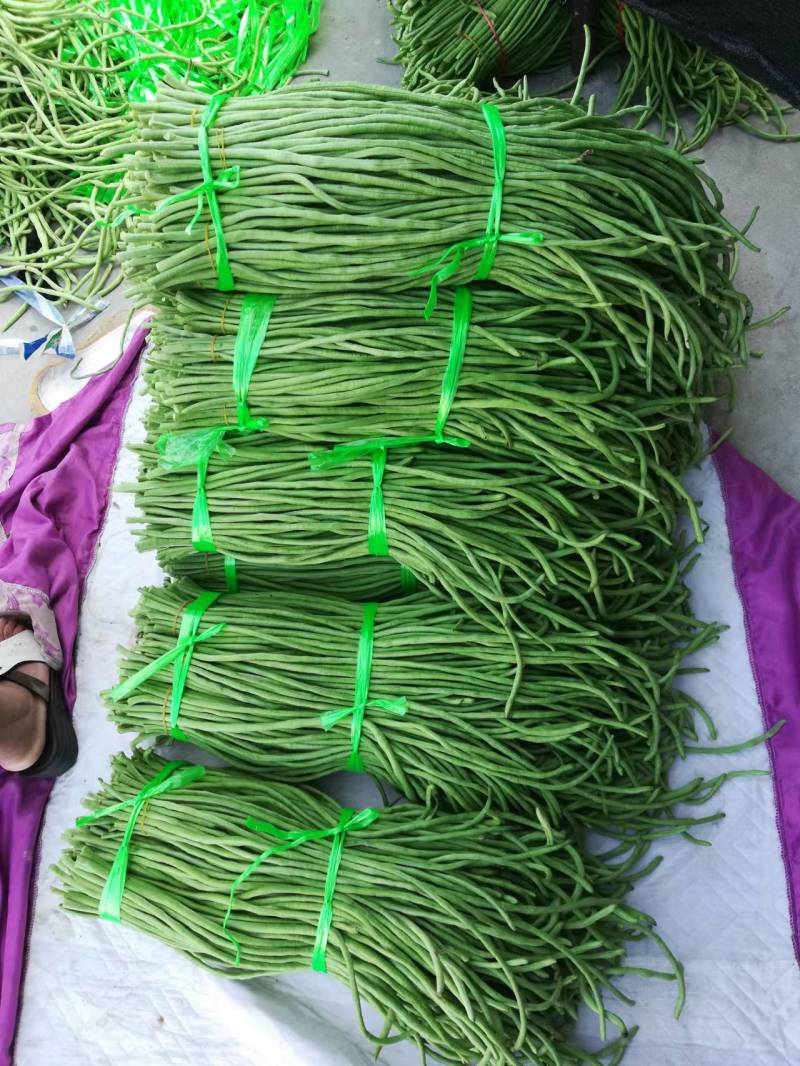 【好货推荐】湖北荆门精品长豆角保质保量产地直供上市中