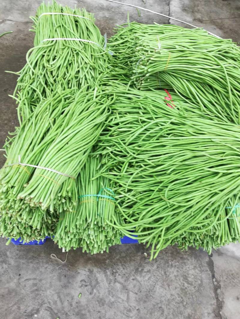 【好货推荐】湖北荆门精品长豆角保质保量产地直供上市中