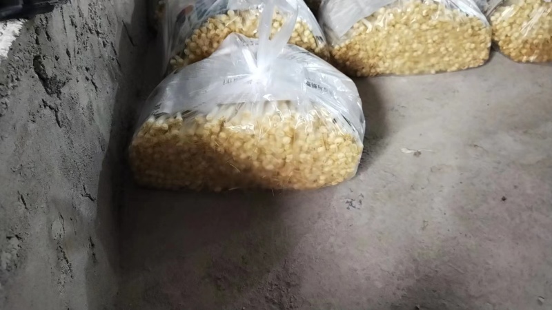 重庆有机水培花生芽脆嫩爽质量保障产地直销欢迎订购