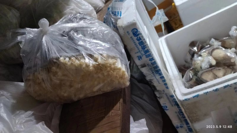 重庆有机水培花生芽脆嫩爽质量保障产地直销欢迎订购