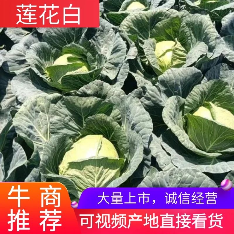 【批发】精品甘蓝，四川甘蓝，莲花白大量上市产地直供货源充足