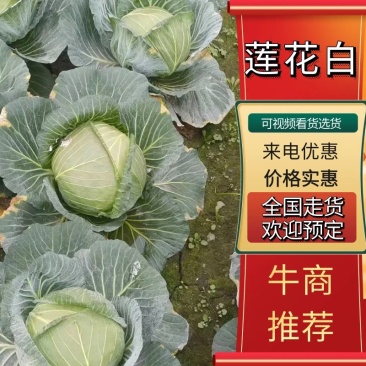 四川甘蓝，精品甘蓝，莲花白大量上市产地直供货源充足