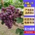 葡萄/巨盛一号葡萄/河北巨盛一号葡萄/大量供应