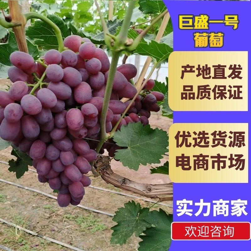 葡萄/巨盛一号葡萄/河北巨盛一号葡萄/大量供应