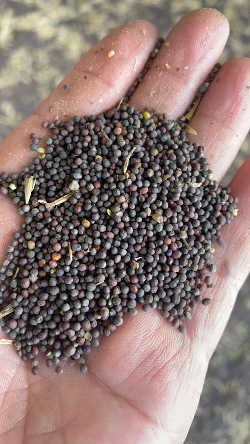 精品油菜籽，工厂直供，货源稳定，对接各种电商欢迎电话咨询
