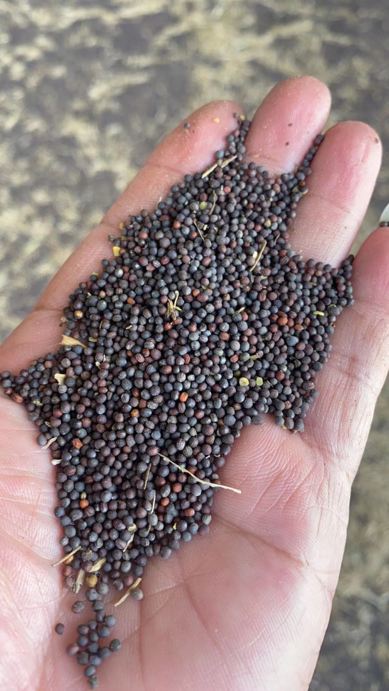 精品油菜籽，工厂直供，货源稳定，对接各种电商欢迎电话咨询