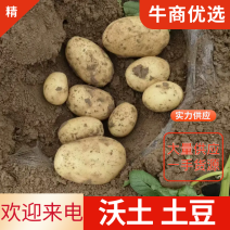 沃土5号土豆，大量供应，一手货源，精品