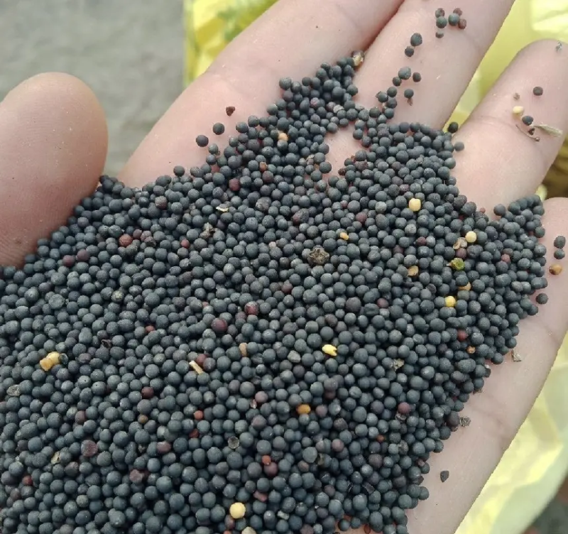 精品油菜籽，工厂直供，货源稳定，对接各种电商欢迎电话咨询