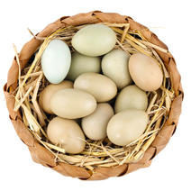 河南七彩野鸡蛋60枚双簧七彩山鸡蛋绿乌野金鸡蛋一件代发