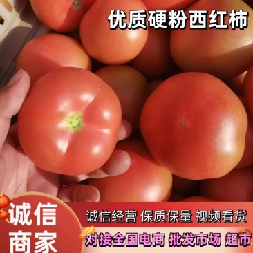【好货】西红柿硬粉西红柿货源充足诚信经营对接全国欢迎来电