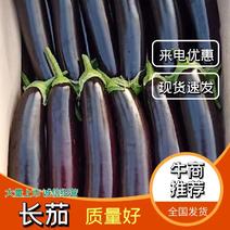 【咨询】紫长茄子全国发货大量供应